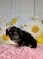 Rylee , a female Aussiedoodle for sale in Ripley, MS – 5 of 6