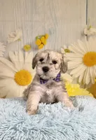 Whitt, a male Miniature Schnauzer for sale in Ripley, MS – 2 of 5