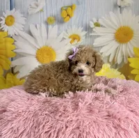 Peaches, a female Poodle - Toy  for sale in Ripley, MS – 9 of 10