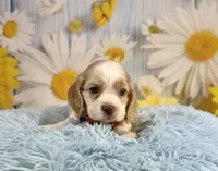 Arlo, a male Cocker Spaniel for sale in Ripley, MS – 6 of 10