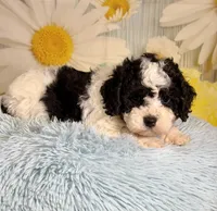 Oreo, a male Cavapoo for sale in Ripley, MS – 3 of 7