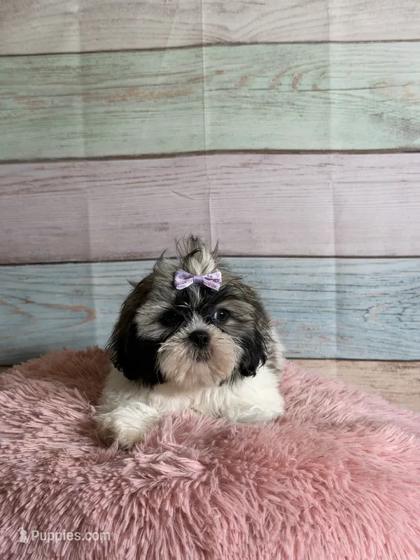 Sybil – Shih Tzu puppy for sale in Ripley, MS