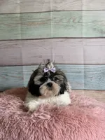 Sybil, a female Shih Tzu for sale in Ripley, MS – 1 of 7