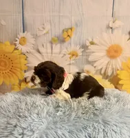 Charles, a male Cocker Spaniel for sale in Ripley, MS – 7 of 10