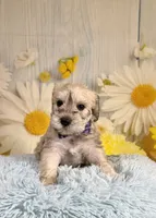 Whitt, a male Miniature Schnauzer for sale in Ripley, MS – 3 of 5