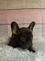 Gunner, a male French Bulldog for sale in Ripley, MS – 4 of 6