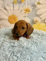 Copper, a male Miniature Dachshund for sale in Ripley, MS – 4 of 10