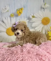 Peaches, a female Poodle - Toy  for sale in Ripley, MS – 3 of 10