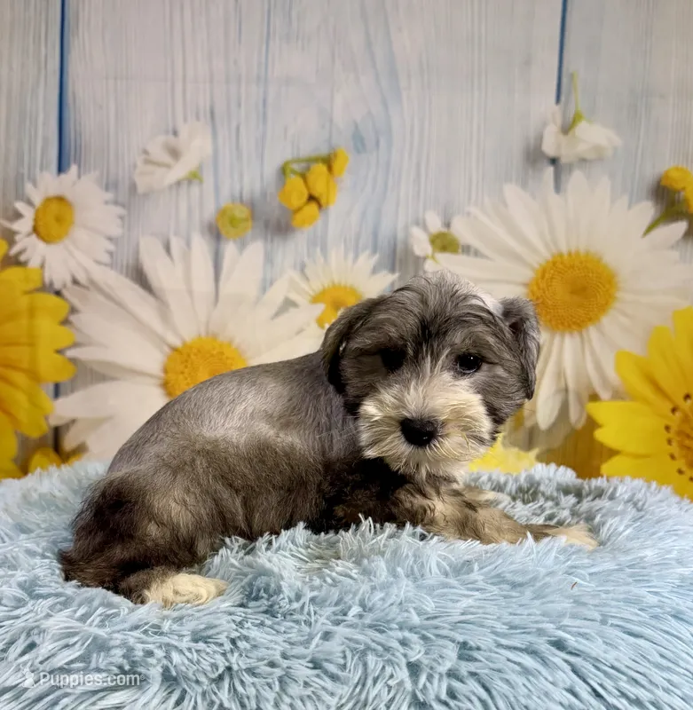 Terry – Miniature Schnauzer puppy for sale in Ripley, MS