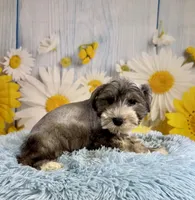 Terry, a male Miniature Schnauzer for sale in Ripley, MS – 1 of 9