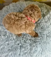 Groot, a male Poochon for sale in Ripley, MS – 7 of 8