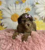 Rain, a female Poodle - Toy  for sale in Ripley, MS – 8 of 9