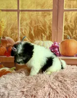 Lulu, a female Maltipoo for sale in Ripley, MS – 5 of 10
