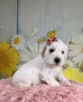 Ivory, a female Miniature Schnauzer for sale in Ripley, MS – 3 of 7