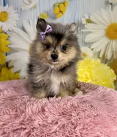 Sadie, a female Pomeranian for sale in Ripley, MS – 6 of 10