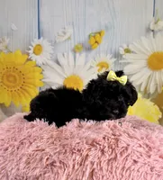 Lady, a female Miniature Aussiedoodle for sale in Ripley, MS – 4 of 8