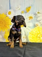 Tux, a male Chihuahua and Miniature Dachshund for sale in Ripley, MS – 1 of 5