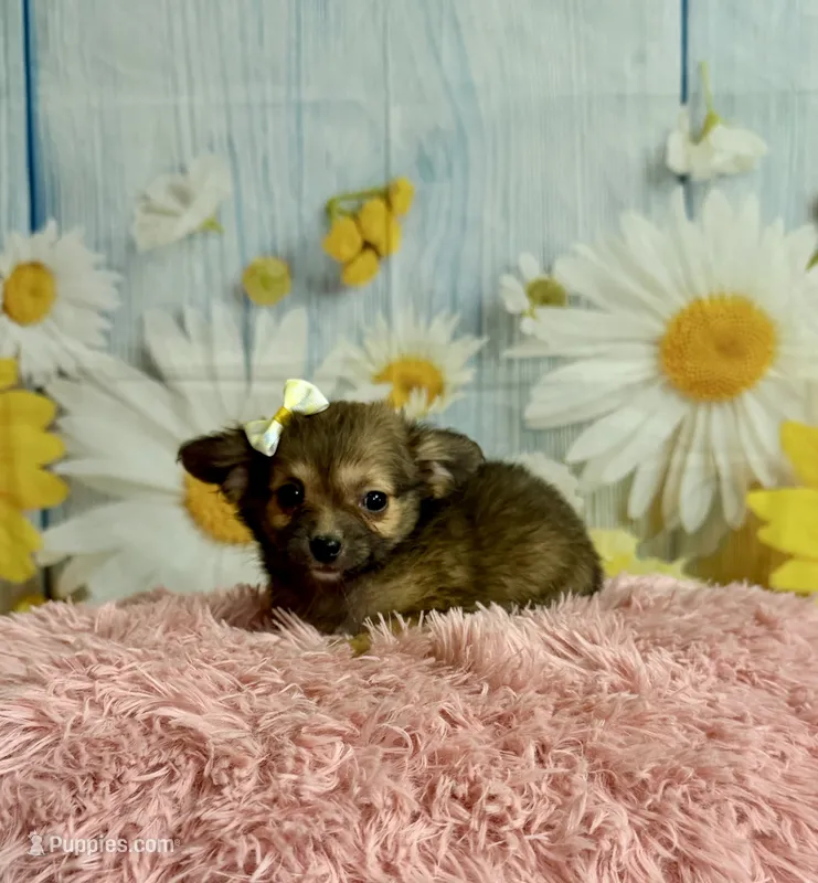     Fern – Chihuahua puppy for sale in Ripley, MS