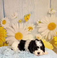 Oreo, a male Cavapoo for sale in Ripley, MS – 7 of 7