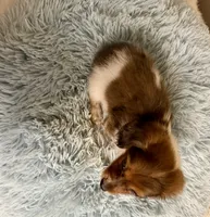 Tucker, a male Miniature Dachshund for sale in Ripley, MS – 5 of 7