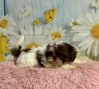 Rylee, a female Shih Tzu for sale in Ripley, MS – 5 of 10