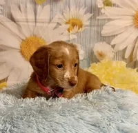 Todd, a male Miniature Dachshund for sale in Ripley, MS – 6 of 10
