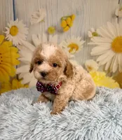 Ozzy, a male Poochon for sale in Ripley, MS – 2 of 9