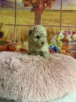 Chloe, a female Poodle - Toy  for sale in Ripley, MS – 3 of 6