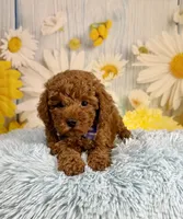 Rusty, a male Poodle - Miniature  for sale in Ripley, MS – 5 of 10