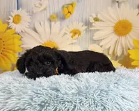 Tony, a male Miniature Schnauzer for sale in Ripley, MS – 2 of 8