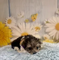 Pac-Man, a male Yorkshire Terrier for sale in Ripley, MS – 9 of 10