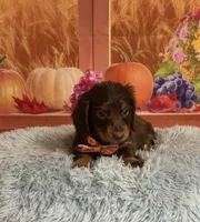 Bear, a male Miniature Dachshund for sale in Ripley, MS – 2 of 8
