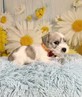 Toby, a male Miniature Schnauzer for sale in Ripley, MS – 2 of 6