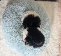 Oreo, a male Poodle - Toy  for sale in Ripley, MS – 3 of 10