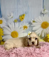 Harper, a female Cocker Spaniel for sale in Ripley, MS – 7 of 9