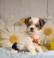 Jasper, a male Yorkshire Terrier for sale in Ripley, MS – 6 of 10