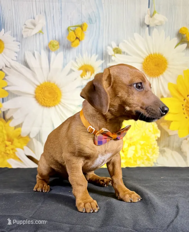 Rolo – Chihuahua, Miniature Dachshund puppy for sale in Ripley, MS