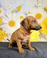 Rolo, a male Chihuahua and Miniature Dachshund for sale in Ripley, MS – 1 of 7