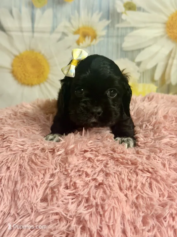 Aurora – Cocker Spaniel puppy for sale in Ripley, MS