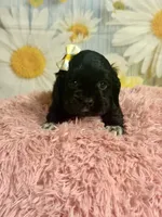 Aurora, a female Cocker Spaniel for sale in Ripley, MS – 1 of 7