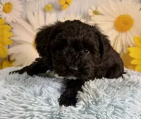 Tony, a male Miniature Schnauzer for sale in Ripley, MS – 7 of 8