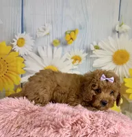 Ava, a female Miniature Aussiedoodle for sale in Ripley, MS – 2 of 5