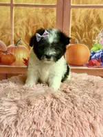 Lulu, a female Maltipoo for sale in Ripley, MS – 1 of 10