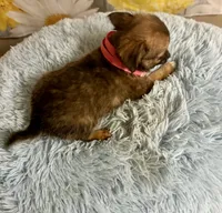     Chip, a male Chihuahua for sale in Ripley, MS – 7 of 8