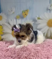 Jessie , a female Yorkshire Terrier for sale in Ripley, MS – 2 of 7