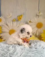 Theo, a male Poodle - Toy  and Poodle - Miniature  for sale in Ripley, MS – 3 of 8