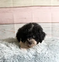 Oreo, a male Poodle - Toy  for sale in Ripley, MS – 5 of 10