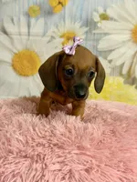 Peaches, a female Miniature Dachshund for sale in Ripley, MS – 8 of 10