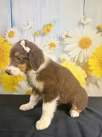 Mae mae, a female Australian Shepherd for sale in Ripley, MS – 6 of 6