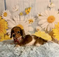 Tucker, a male Miniature Dachshund for sale in Ripley, MS – 7 of 7